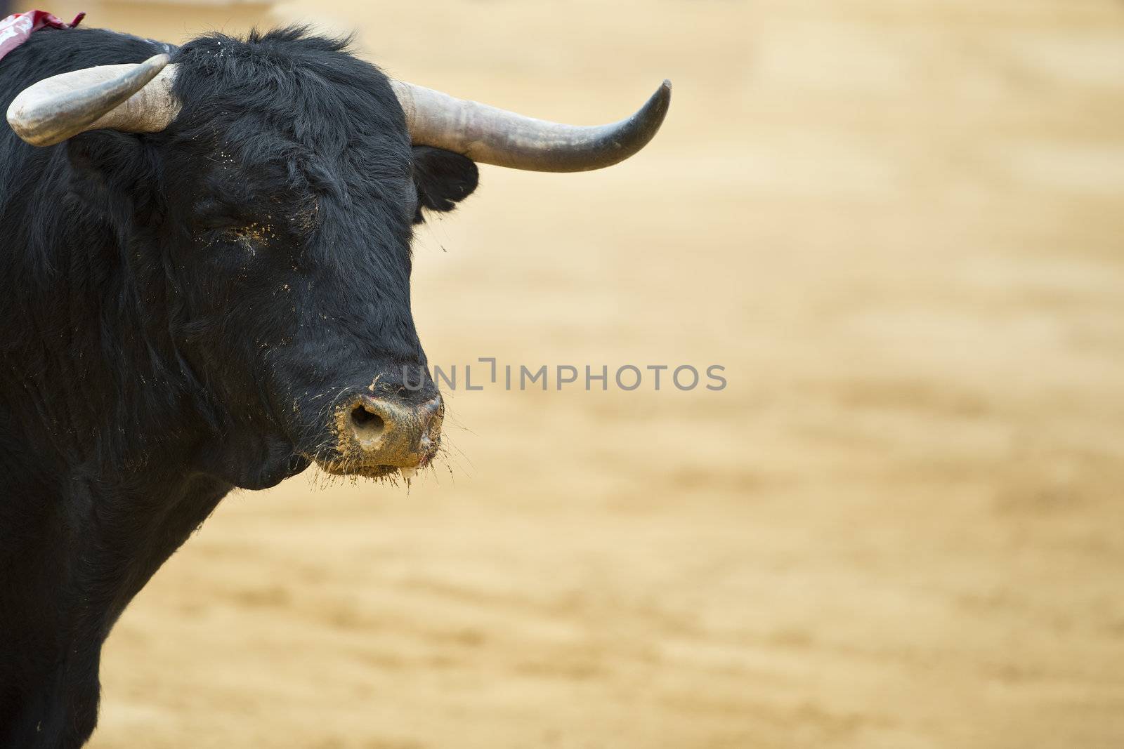 Bull in the bullring with a copy space made of arena.