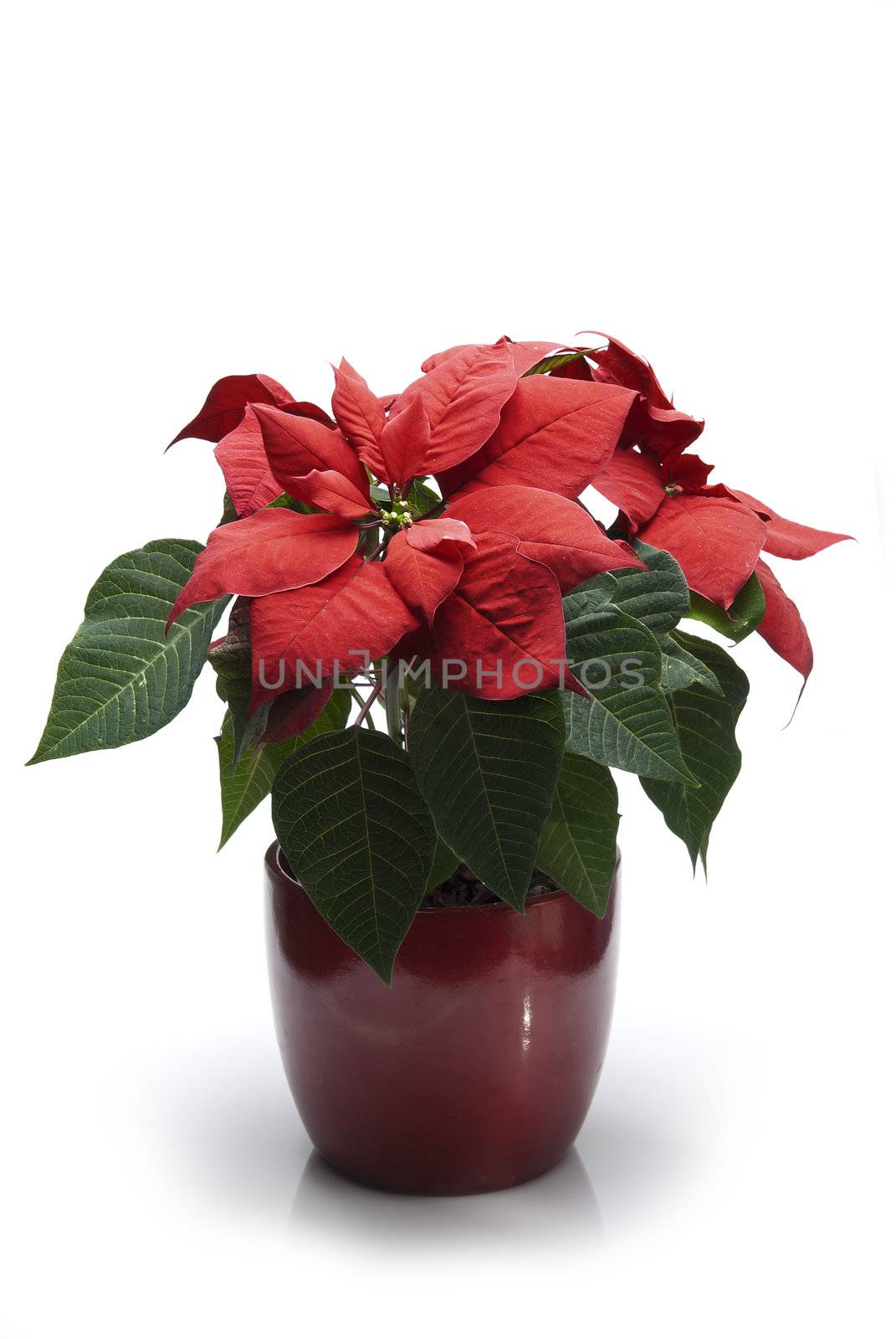 A potted poinsettia isolated on a white background.