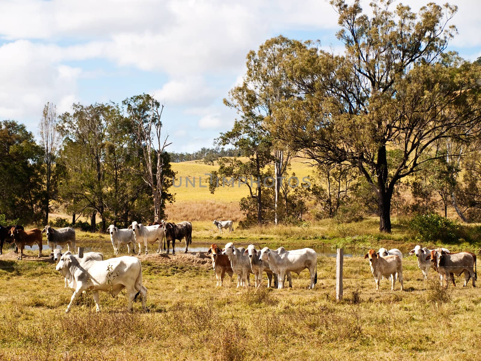 Beef cattle by sherj