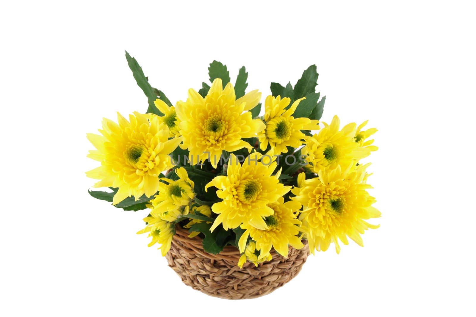 Yellow flower in the basket on white background