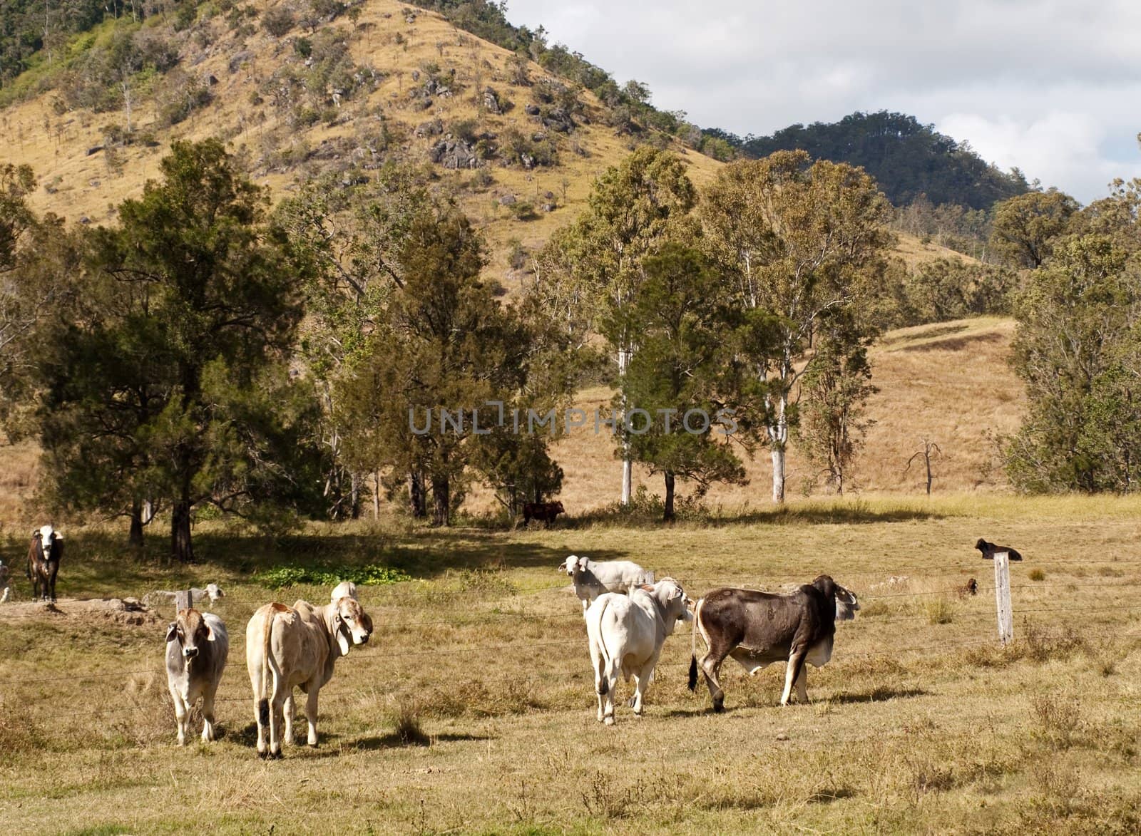 Australian rural scene beef cattle by sherj