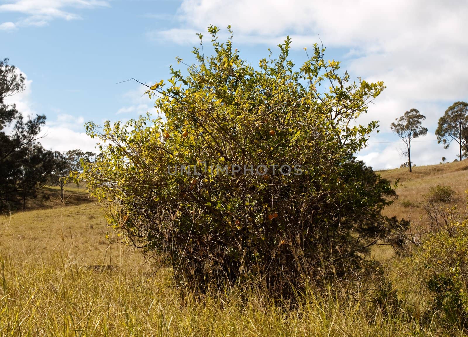 australian bush lemon tree growing in rural area