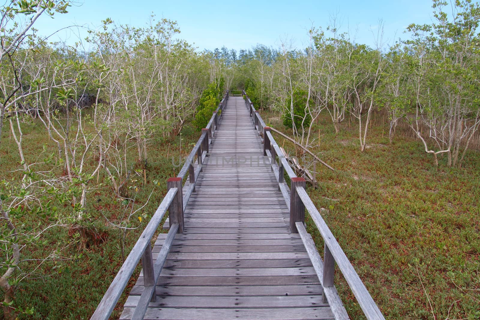 A wooden bridge on mangrove
