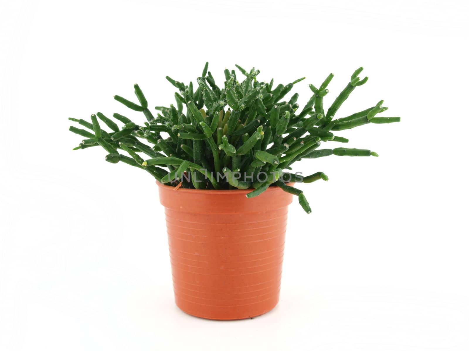 green cactus in the pot isolated on white 
