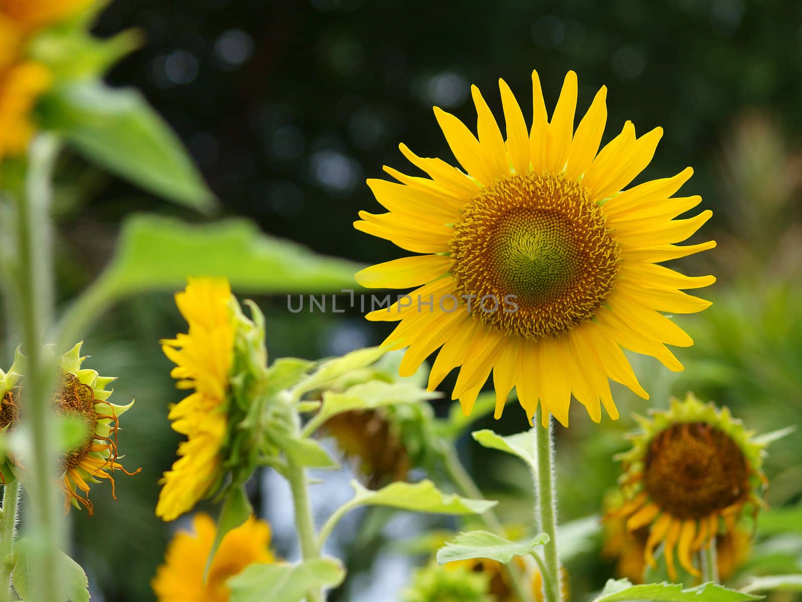 Sunflower  by jakgree