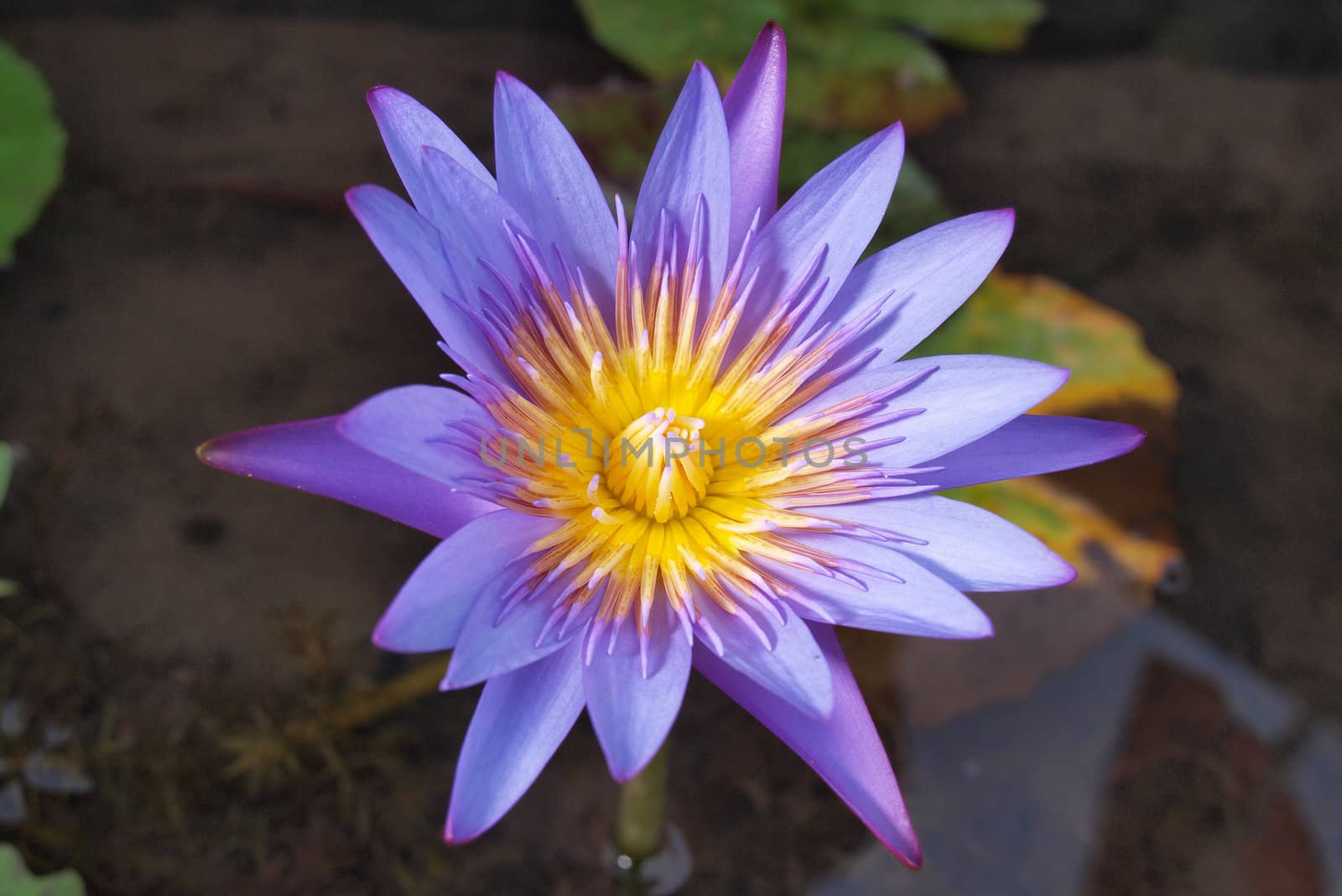 purple water lily is blooming