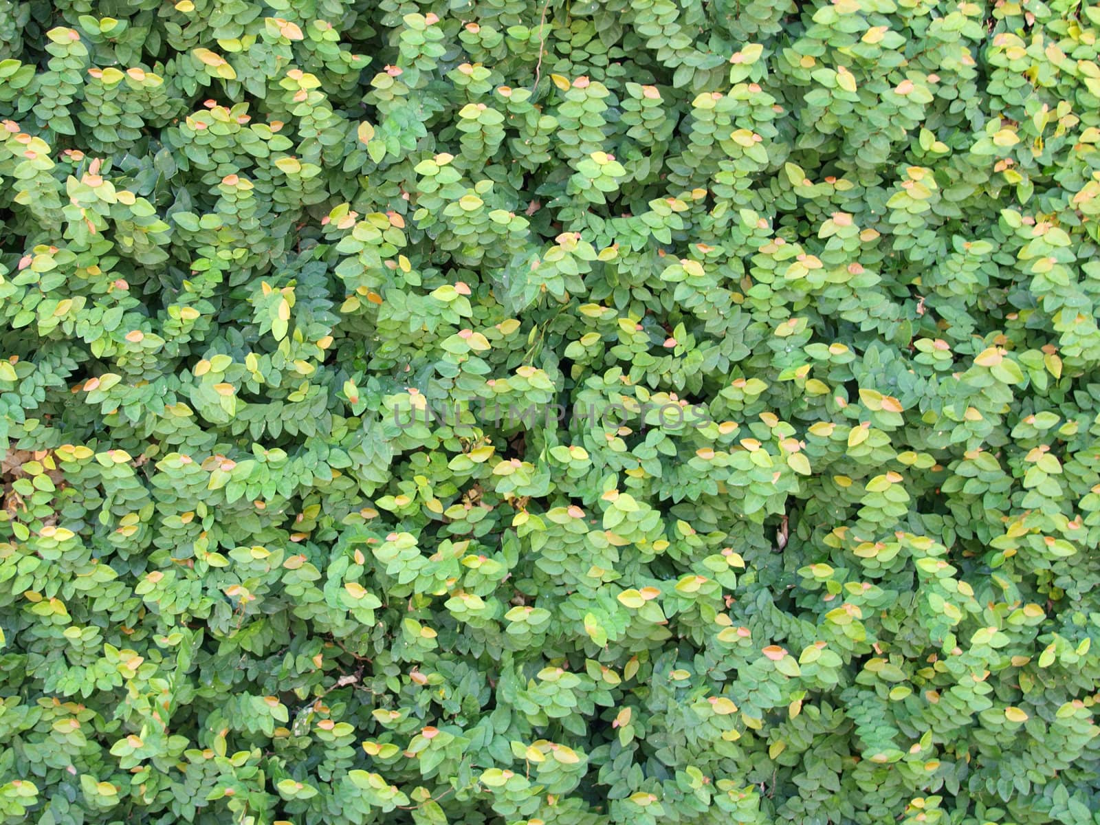 Pattern of greenl leaf by jakgree