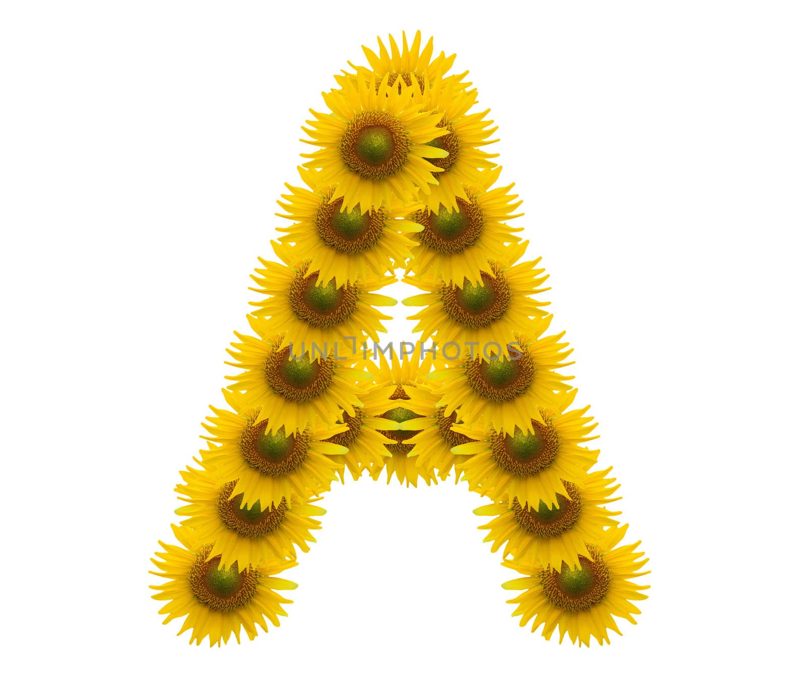 Letter A , Sun flower alphabet isolated on white
