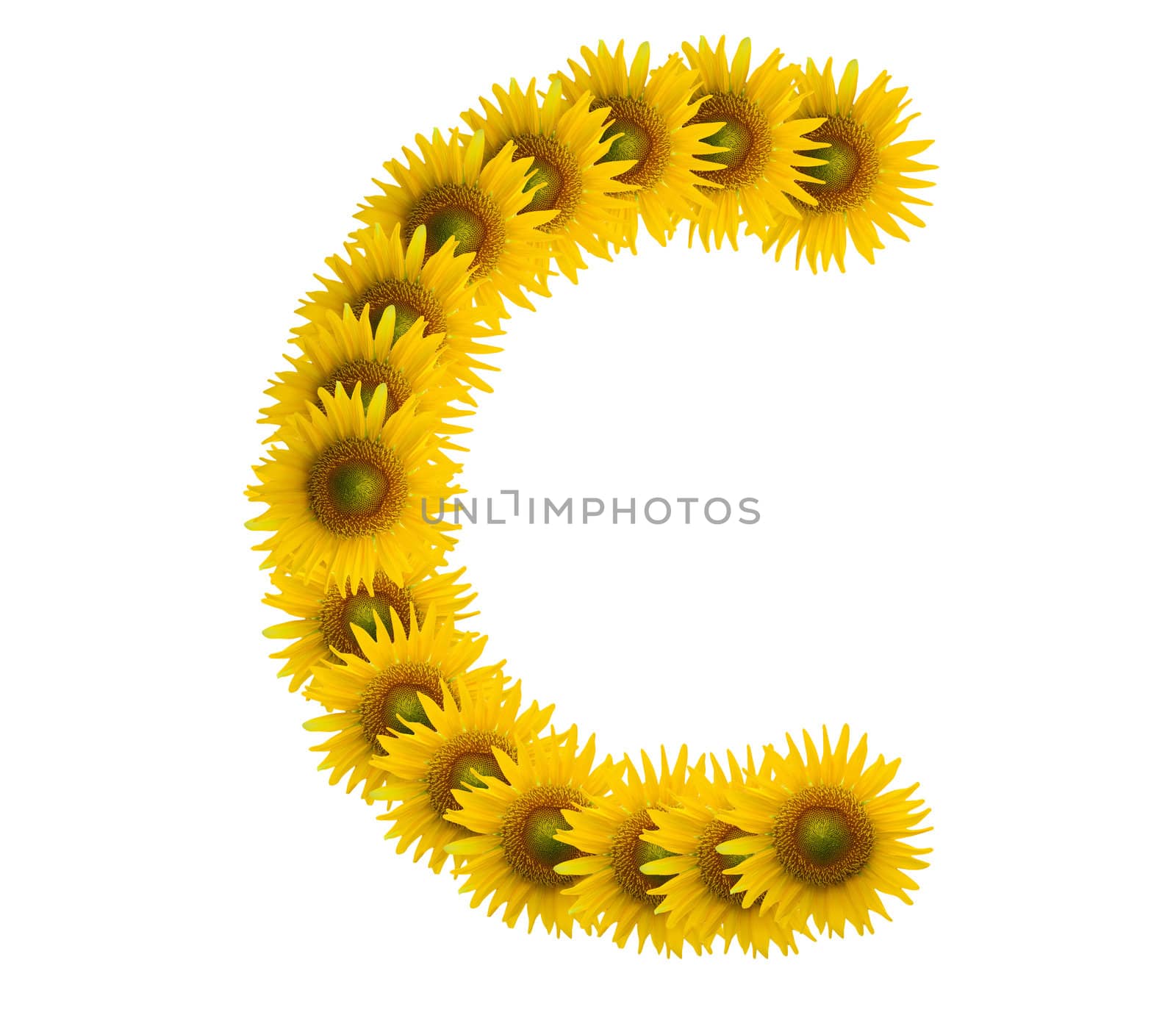 alphabet C, sunflower isolated on white background