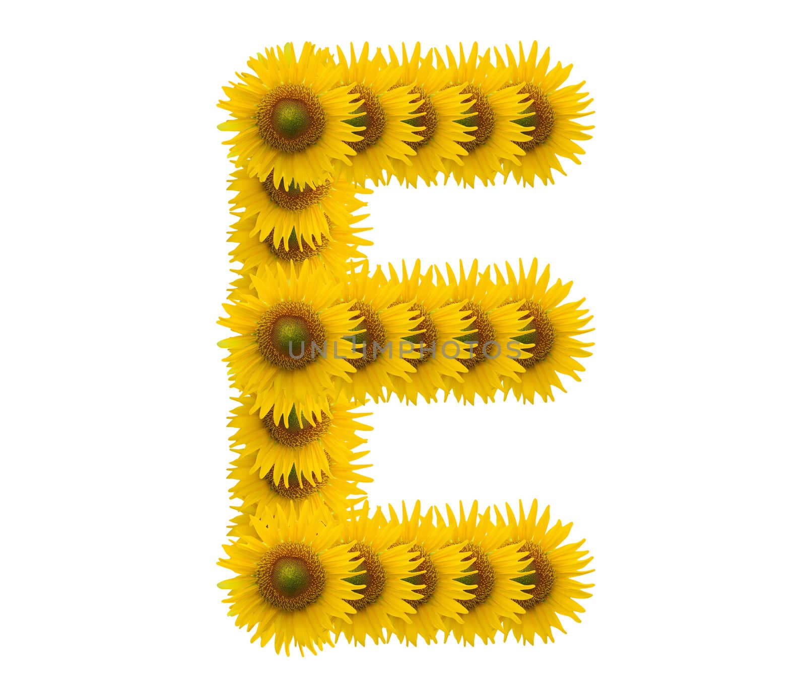 alphabet E, sunflower isolated on white background