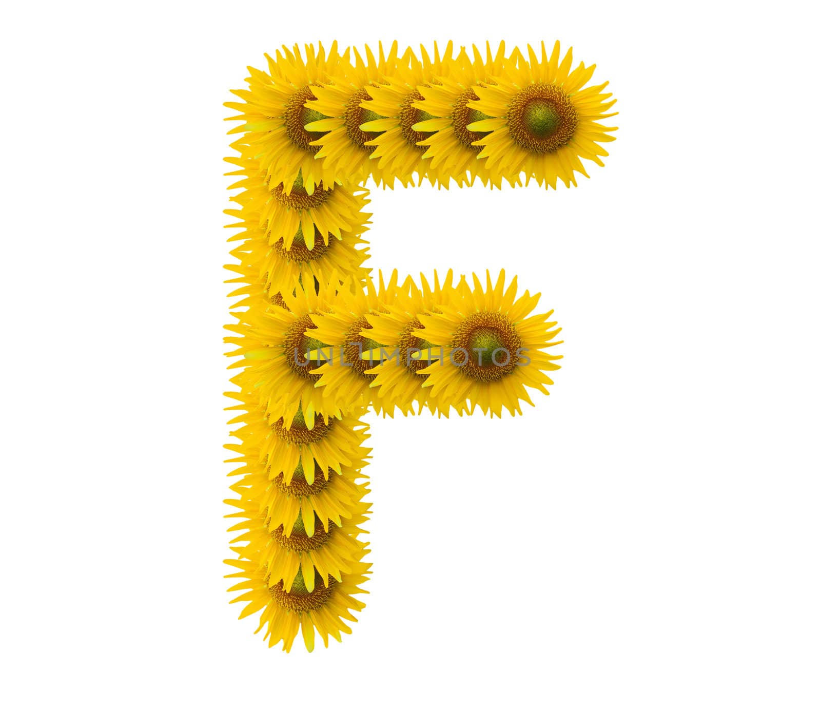 alphabet F, sunflower isolated on white background