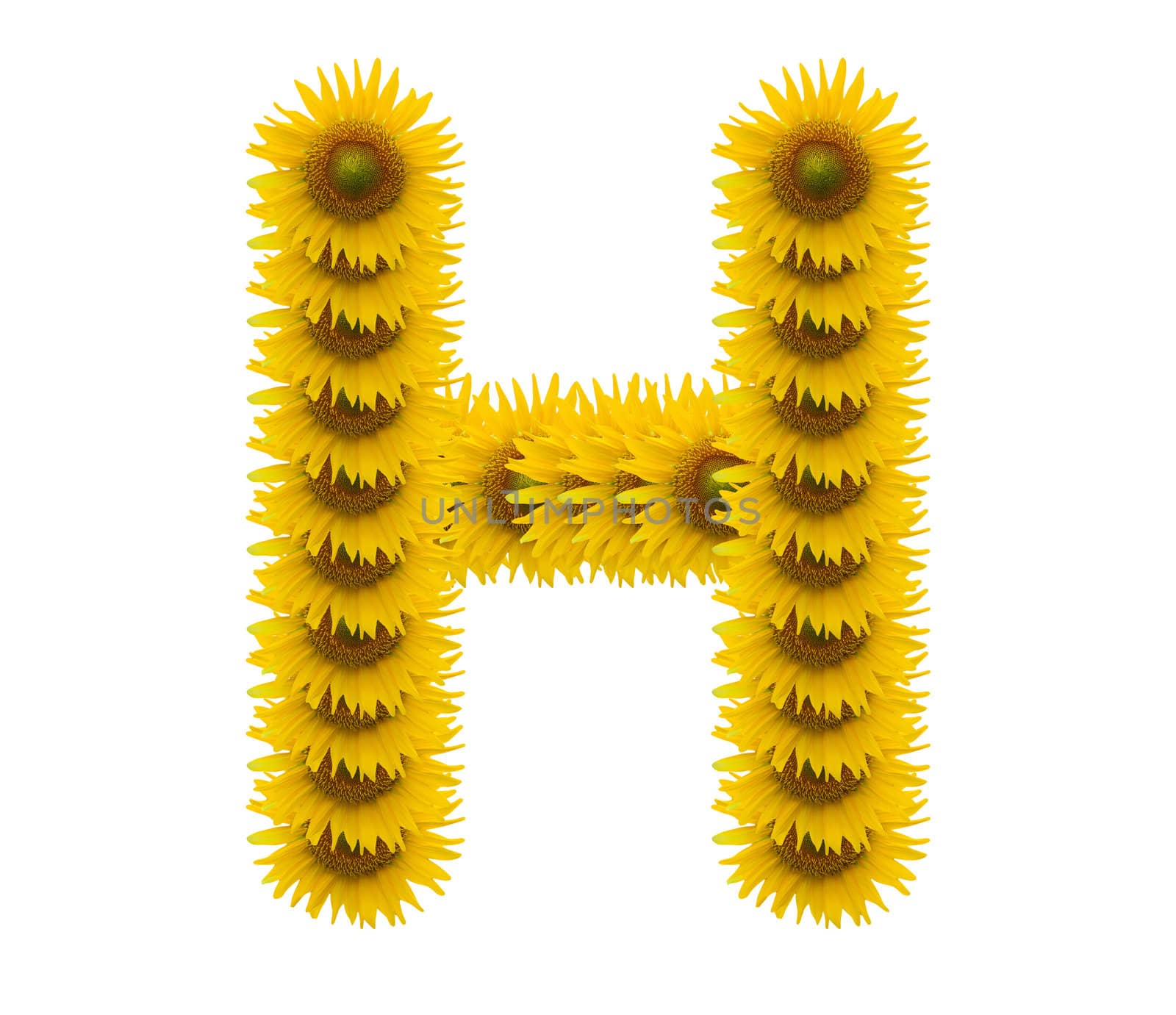 alphabet H, sunflower isolated on white background by jakgree
