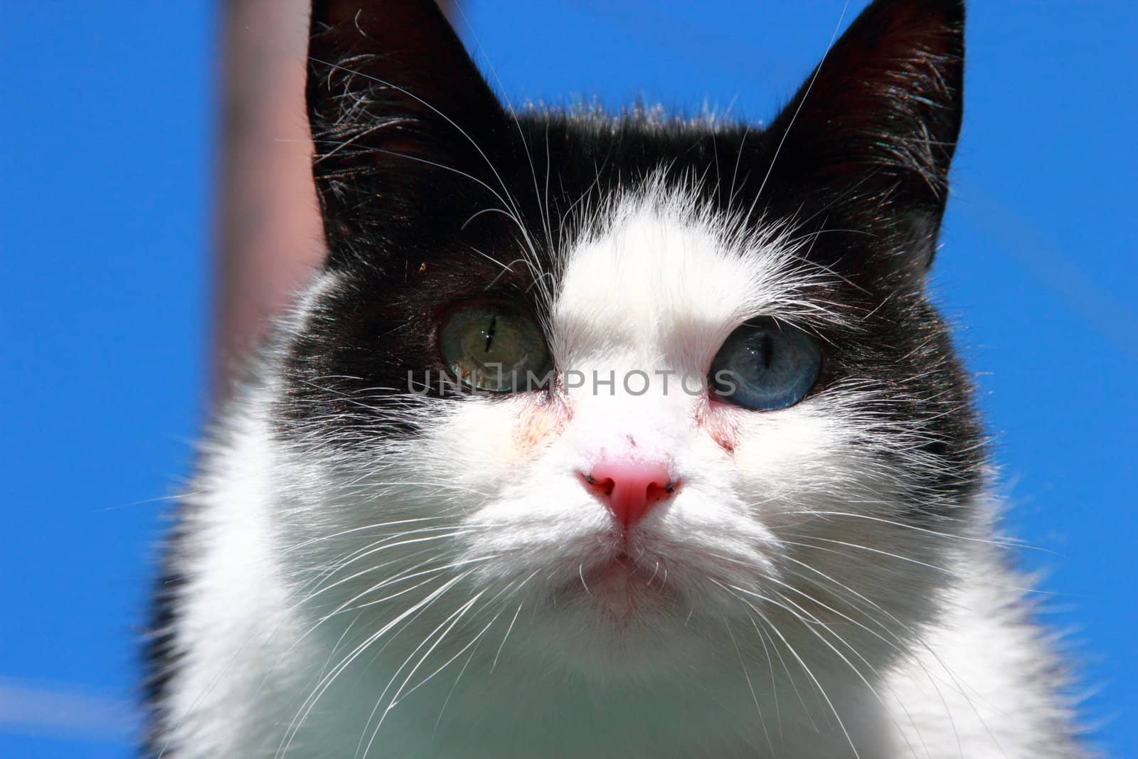 cat with different eyes, black and white