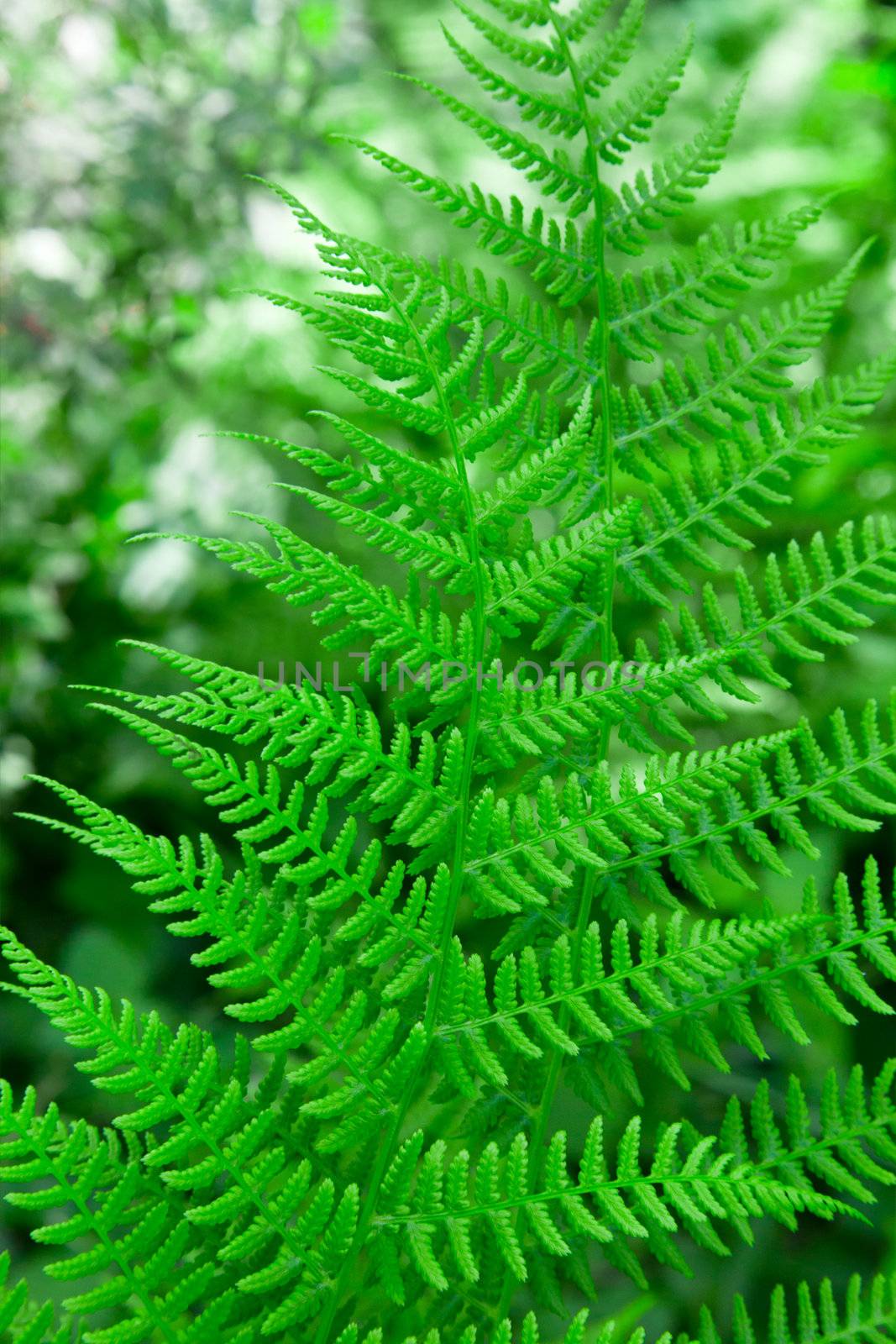 green fern as a background