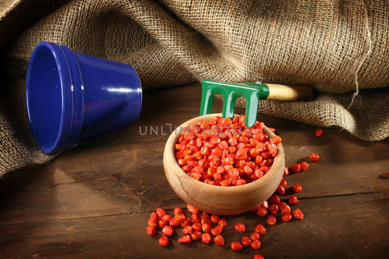colored corn sowing seed in wooden bowl