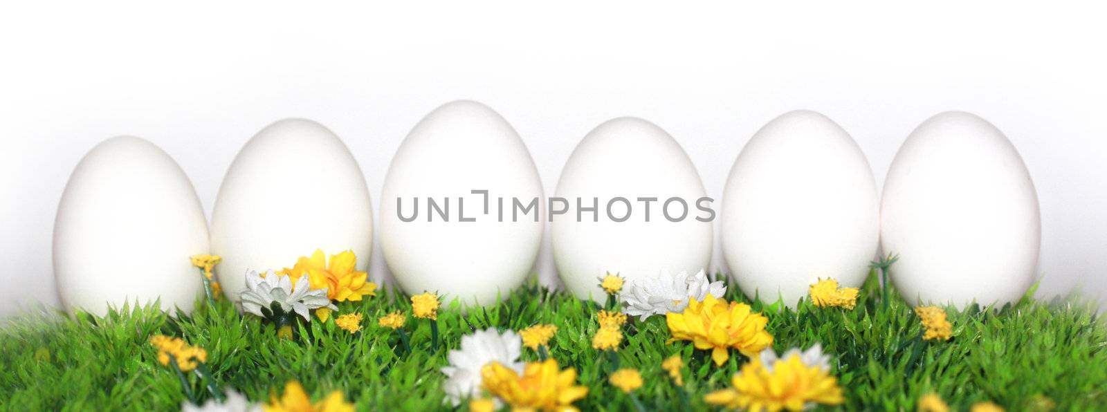 6 white eggs by photochecker