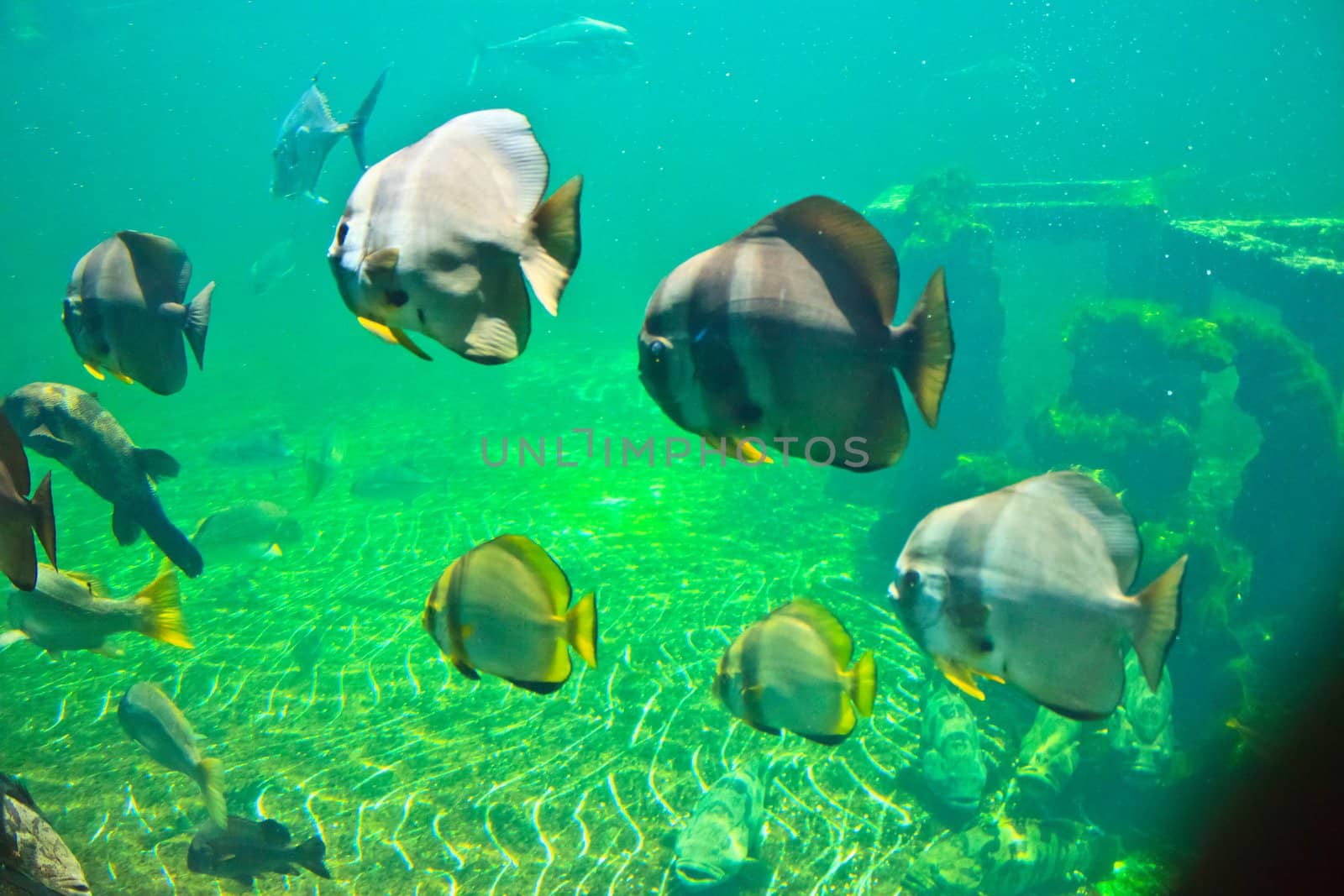 fish  in the aquarium of Rayong province,Thailand 