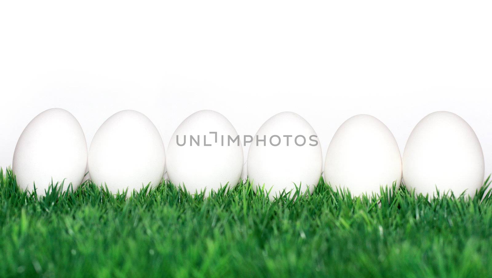 chicken eggs by photochecker