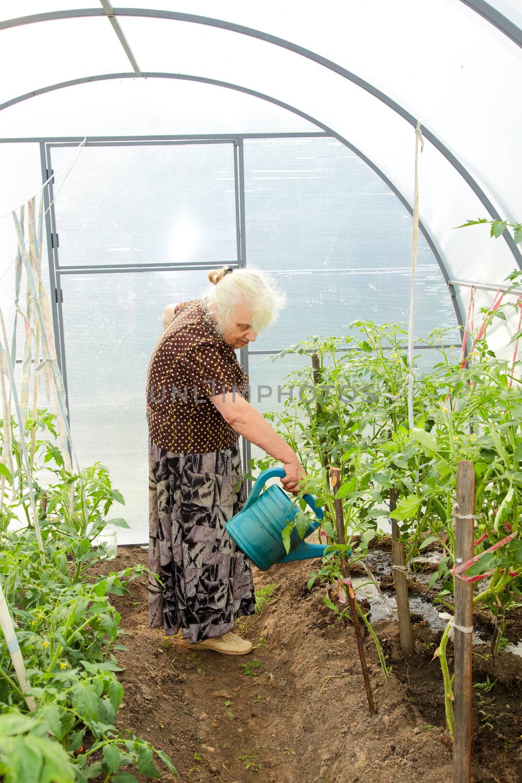 The old woman in a hothouse waters tomatoes
