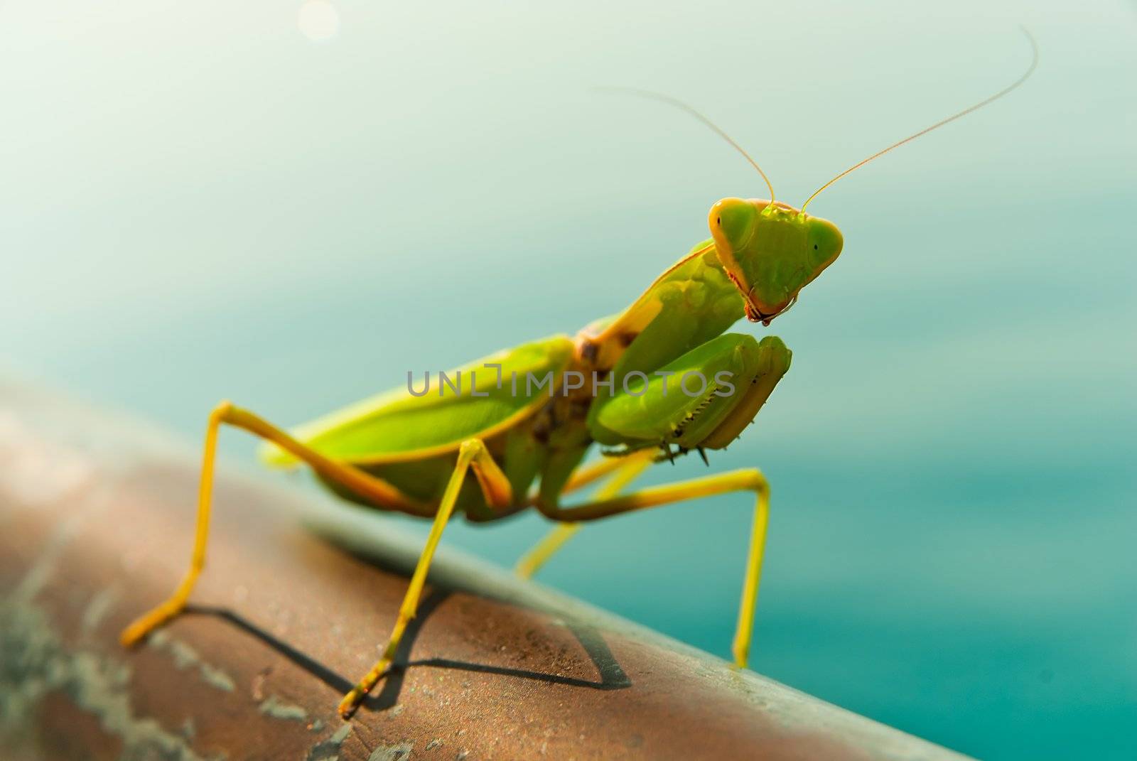 A Mantis posing for the camera.