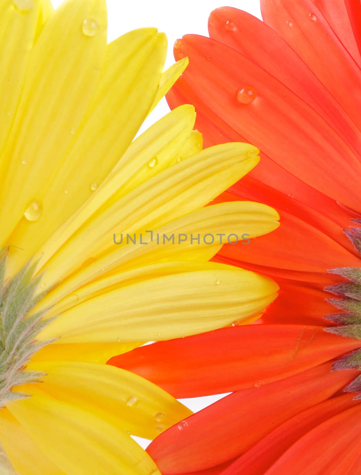 Yellow and red Gerbera with water droplets view from under close up