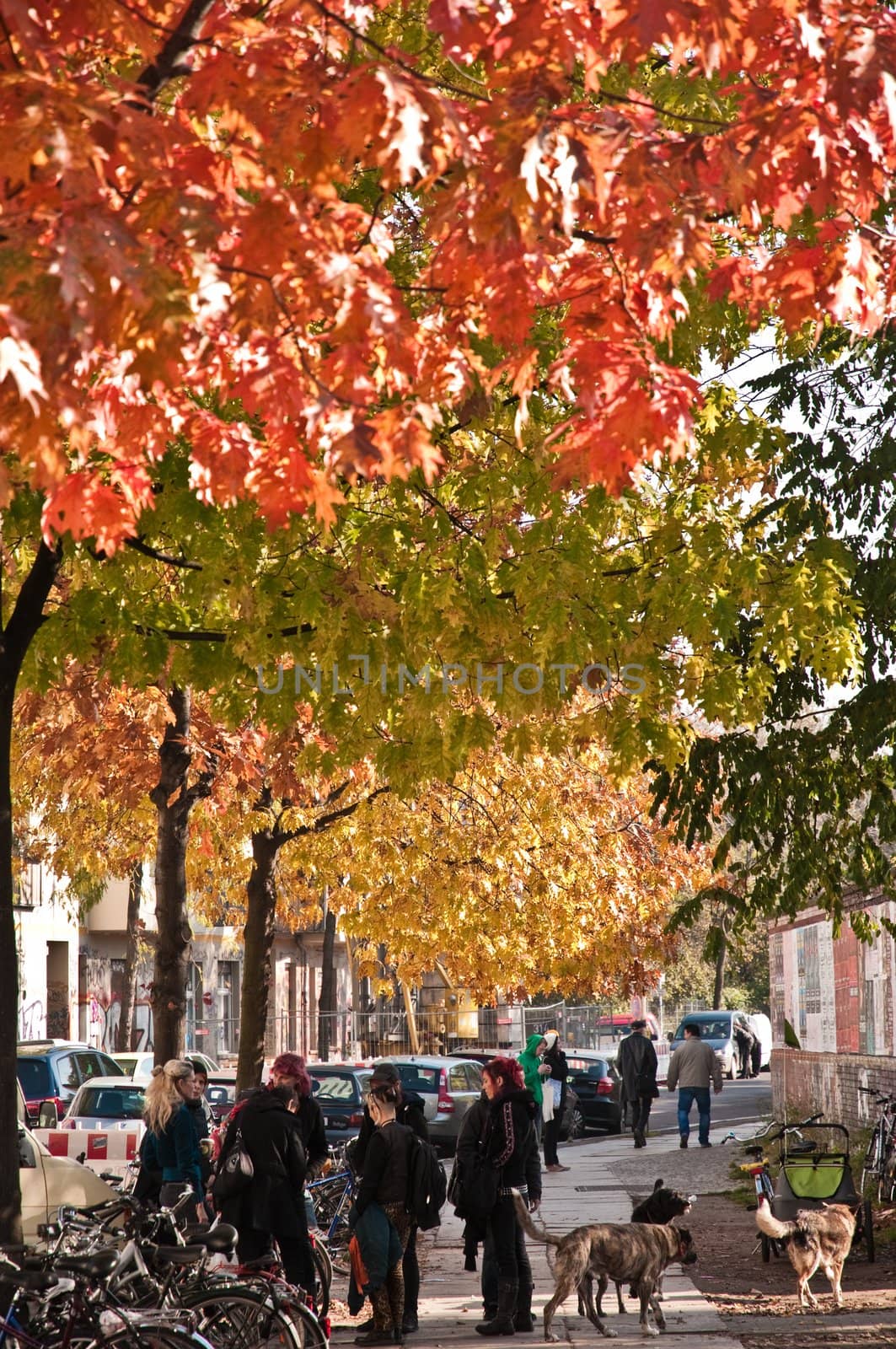 Autumn trees in Berlin by tilvo