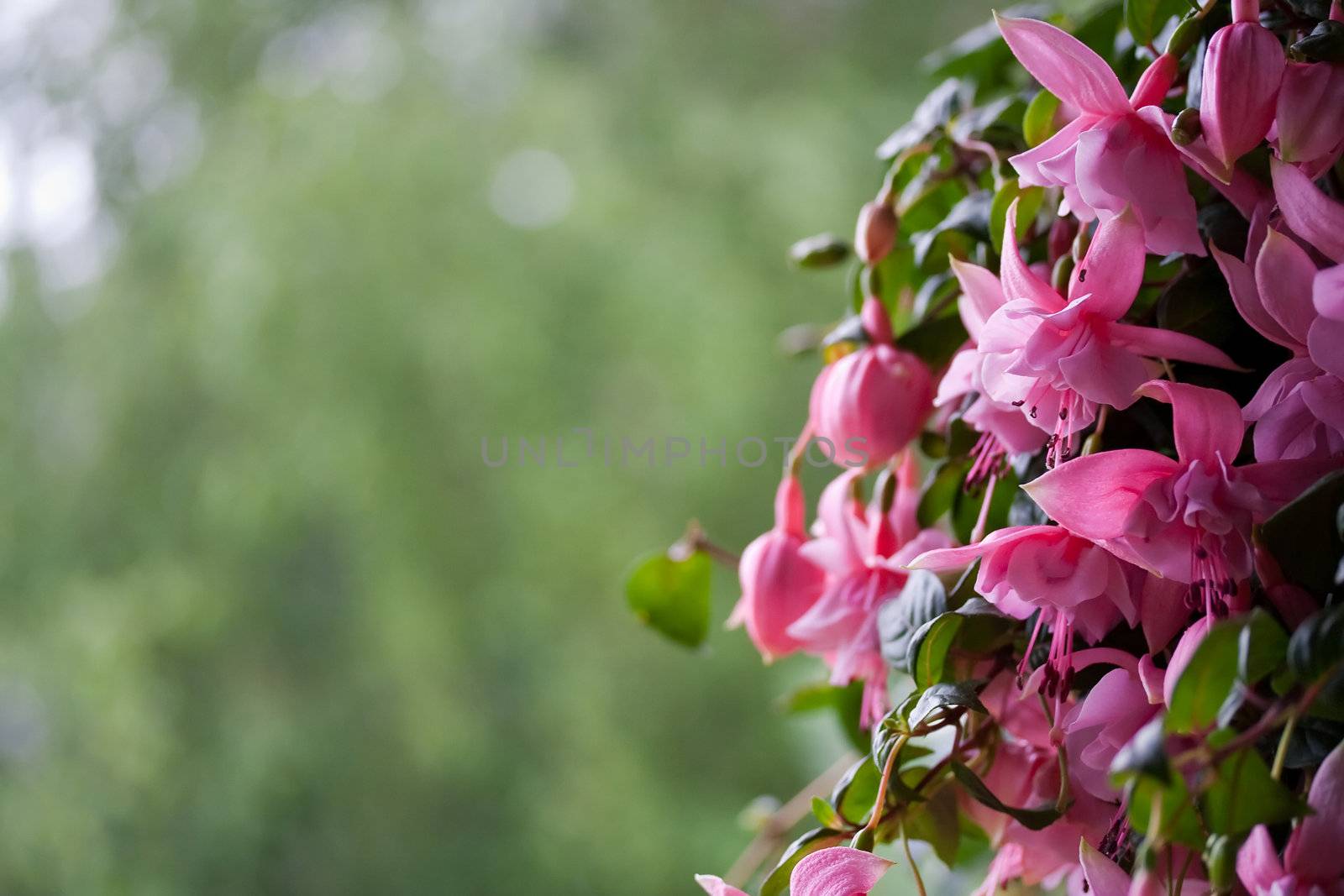 Pink fuchsia flowers, outside