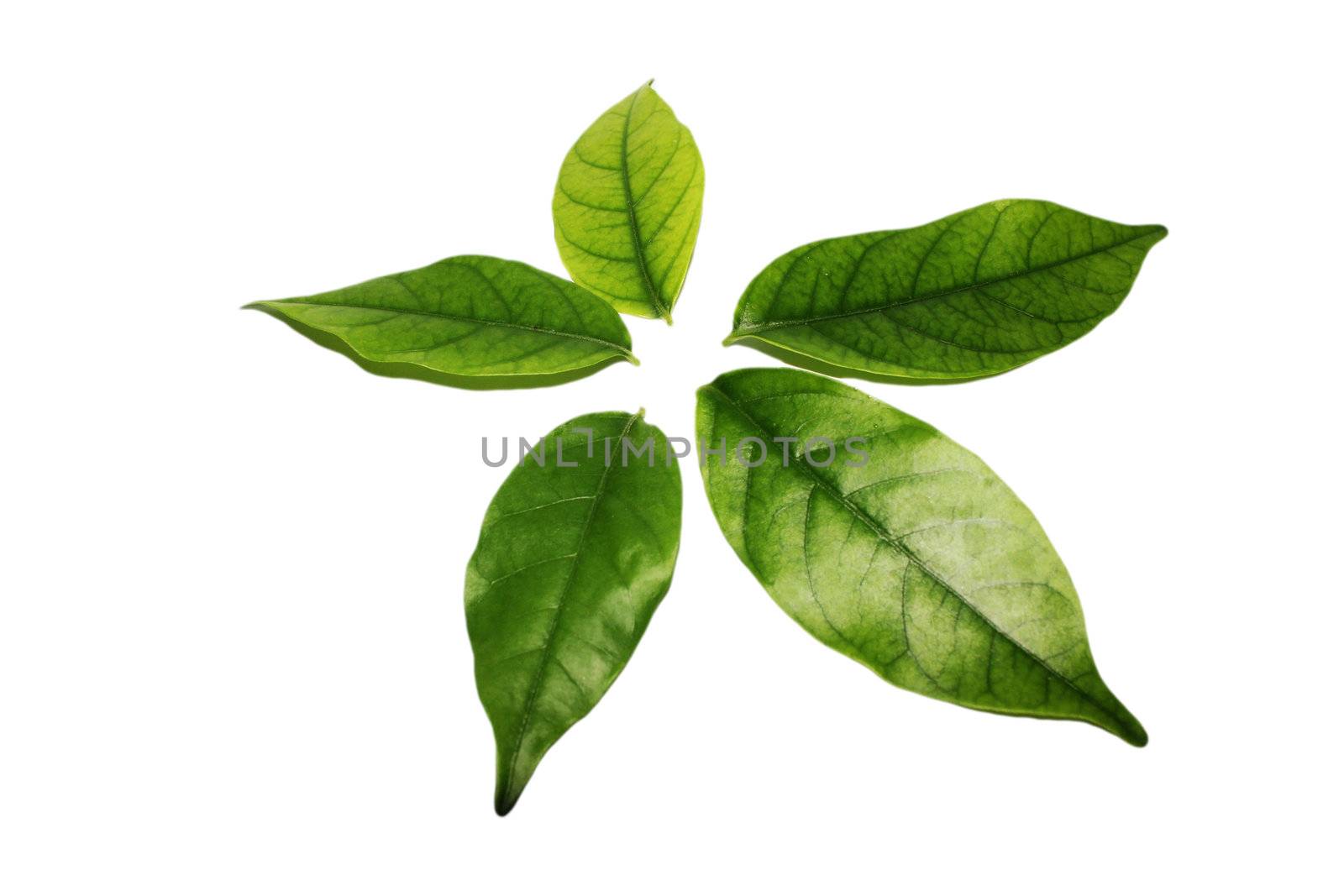 Five tree leaves for background
