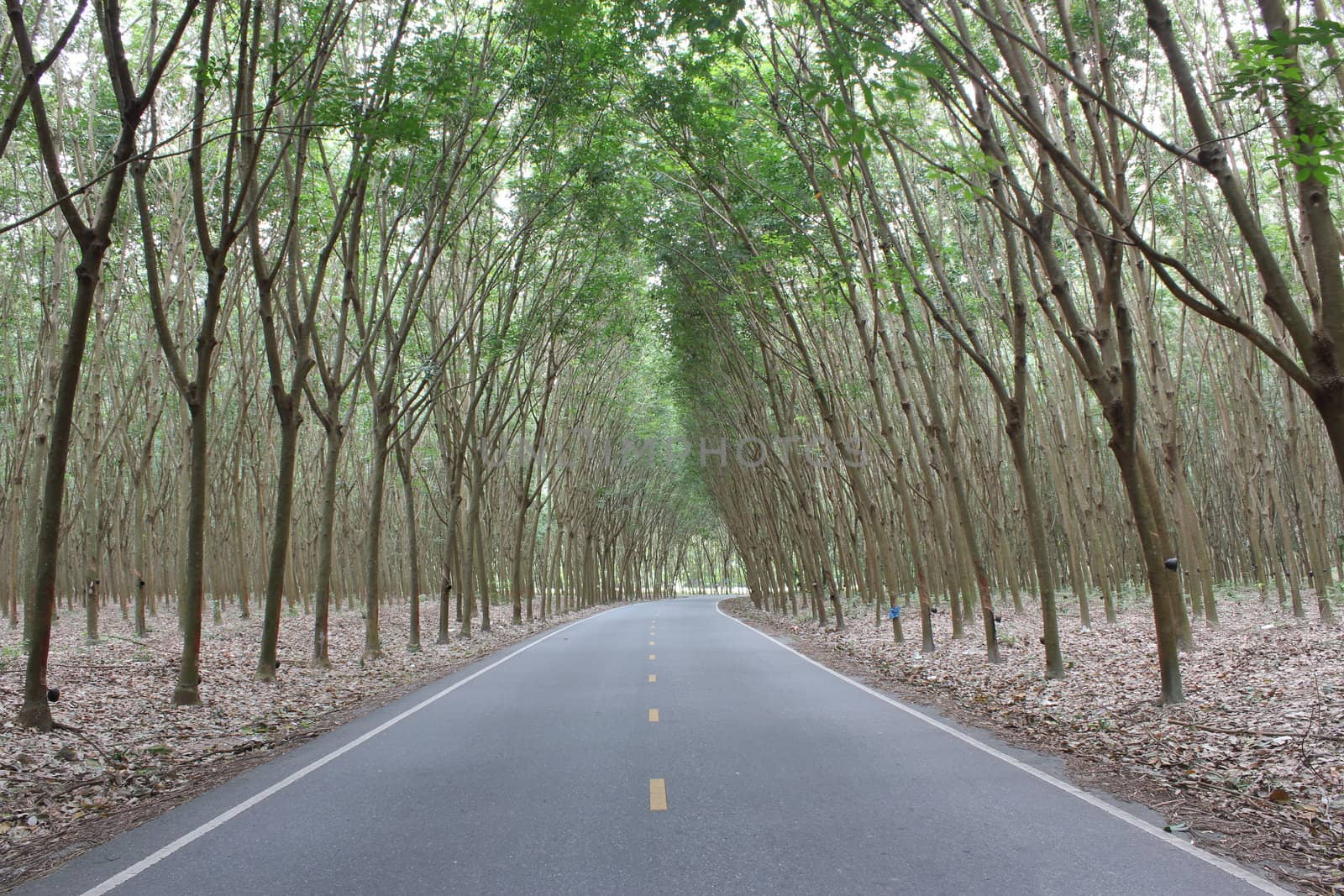 Way to rubber tree and Rubber plantation