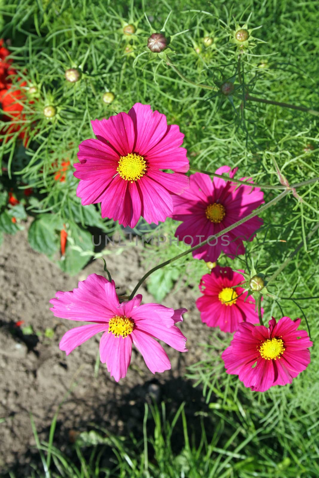 stunning pink cosmos flowers