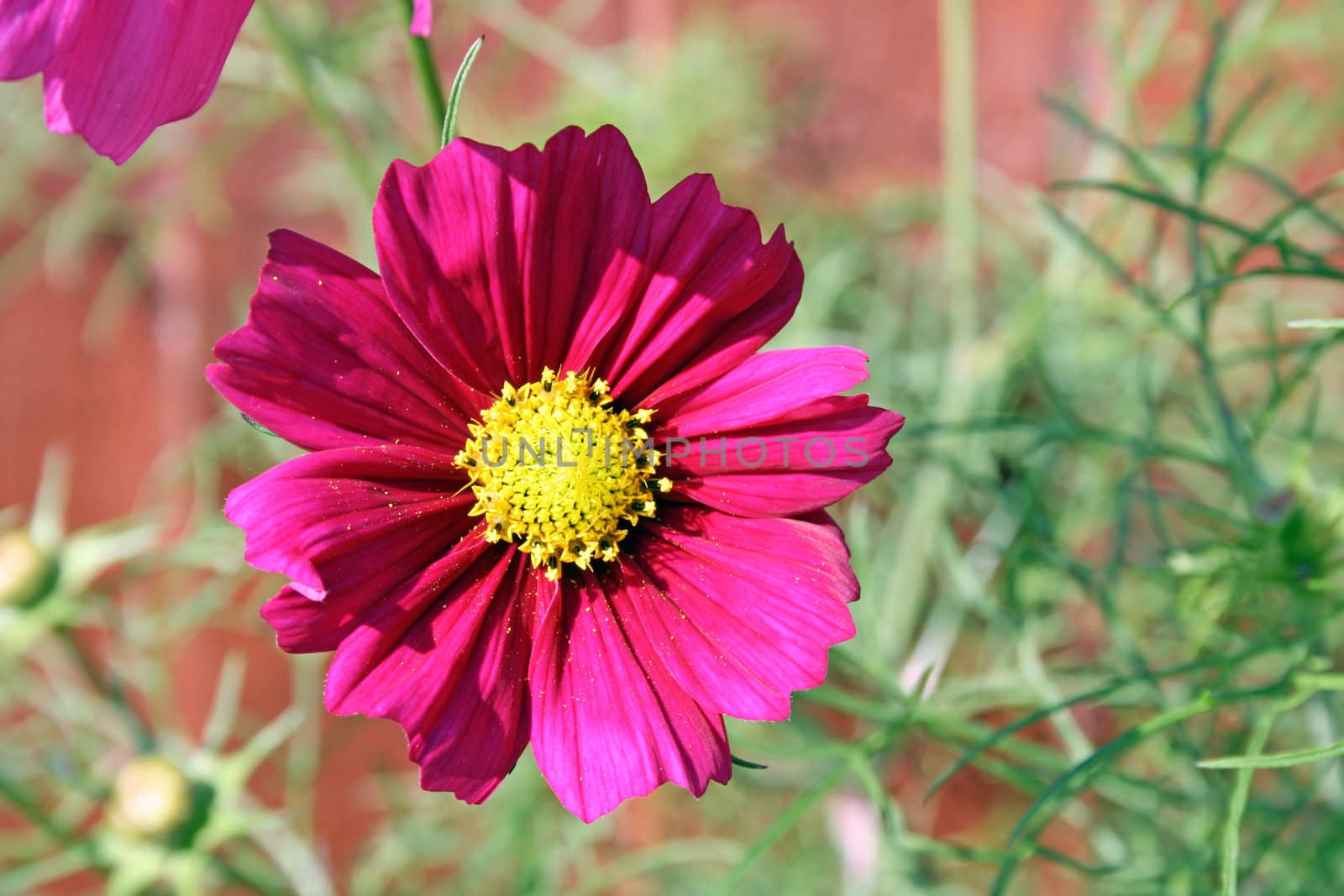 stunning pink cosmos flowers