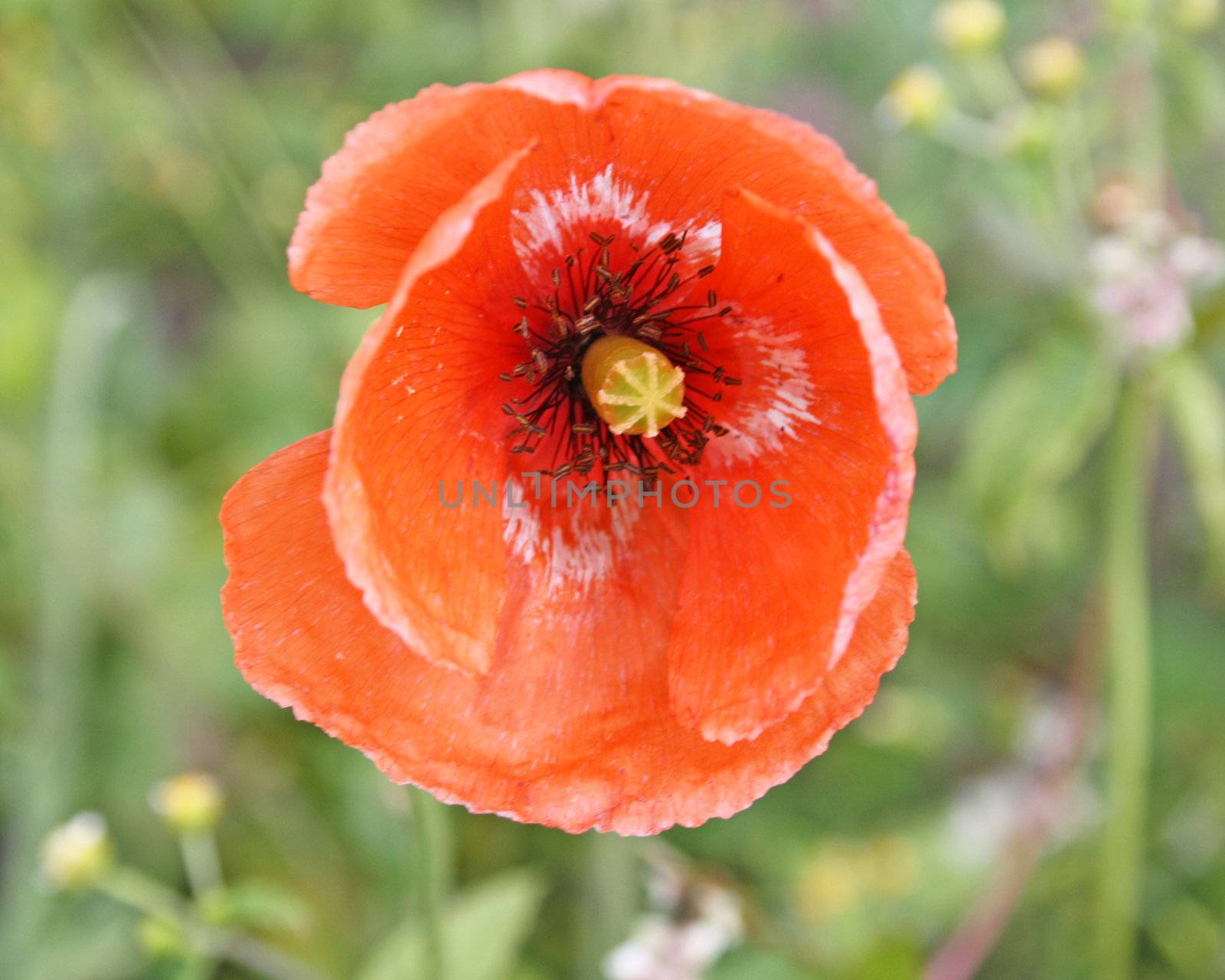 red wild poppy flower