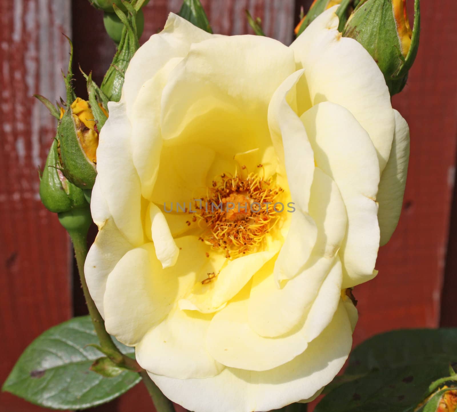 stunning yellow rose