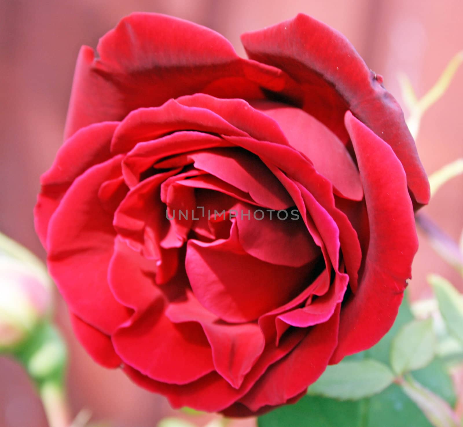 pretty red rose