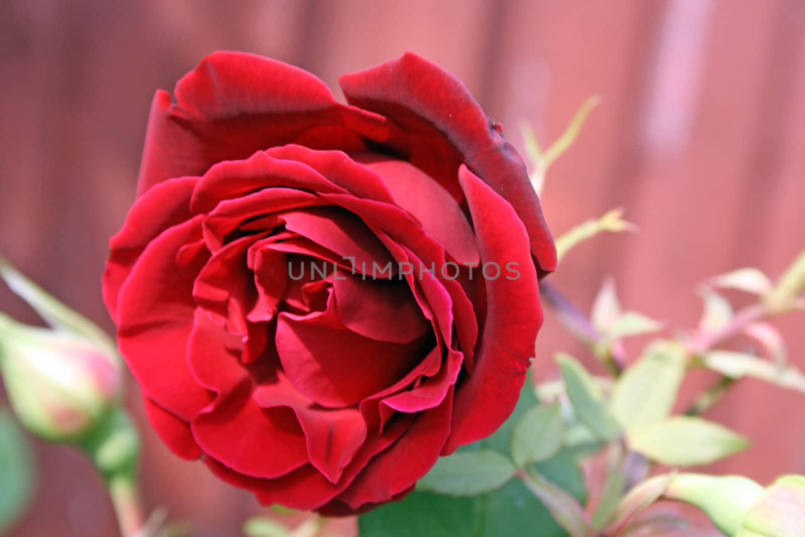 pretty red rose