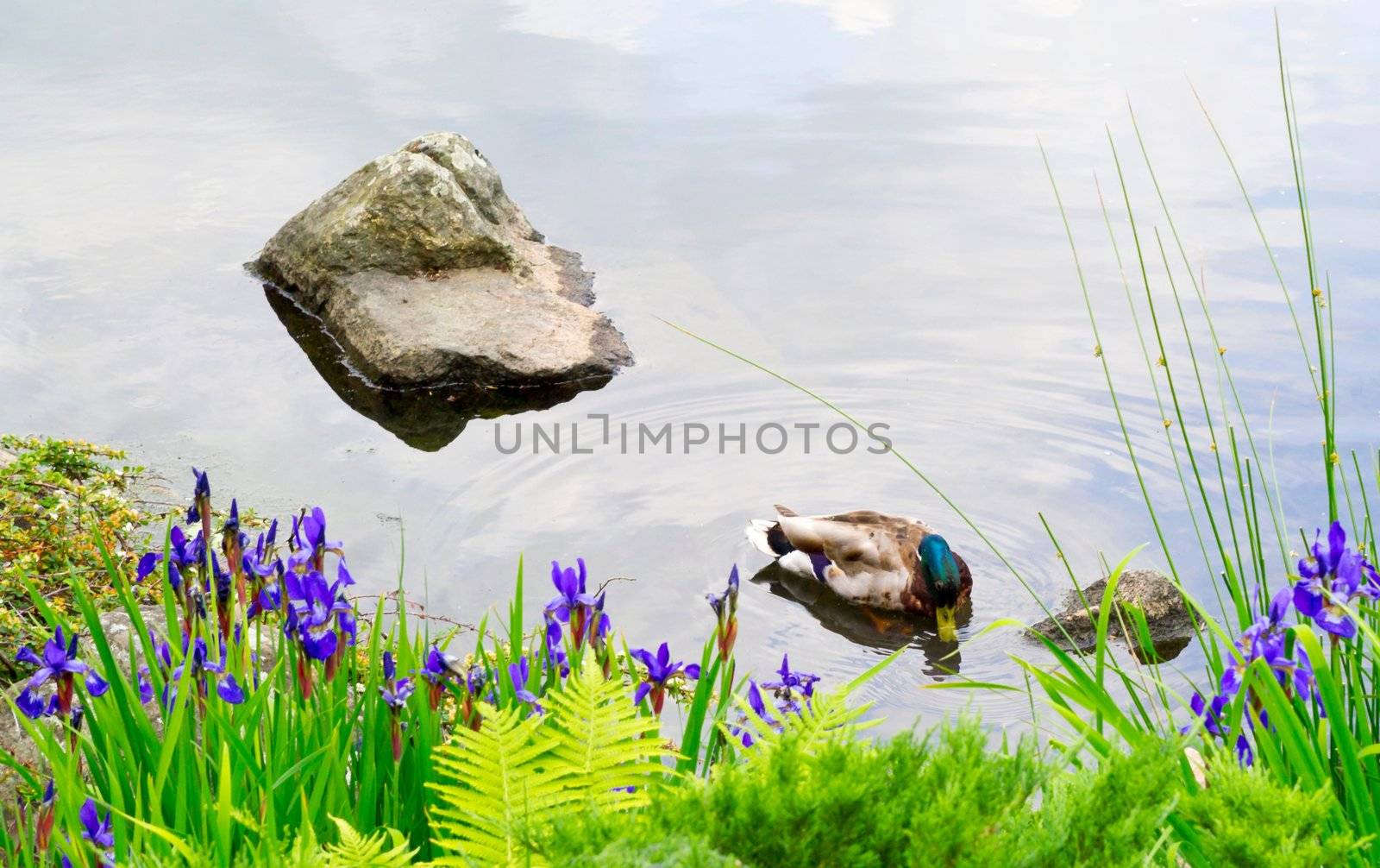 Beautiful duck in a pond