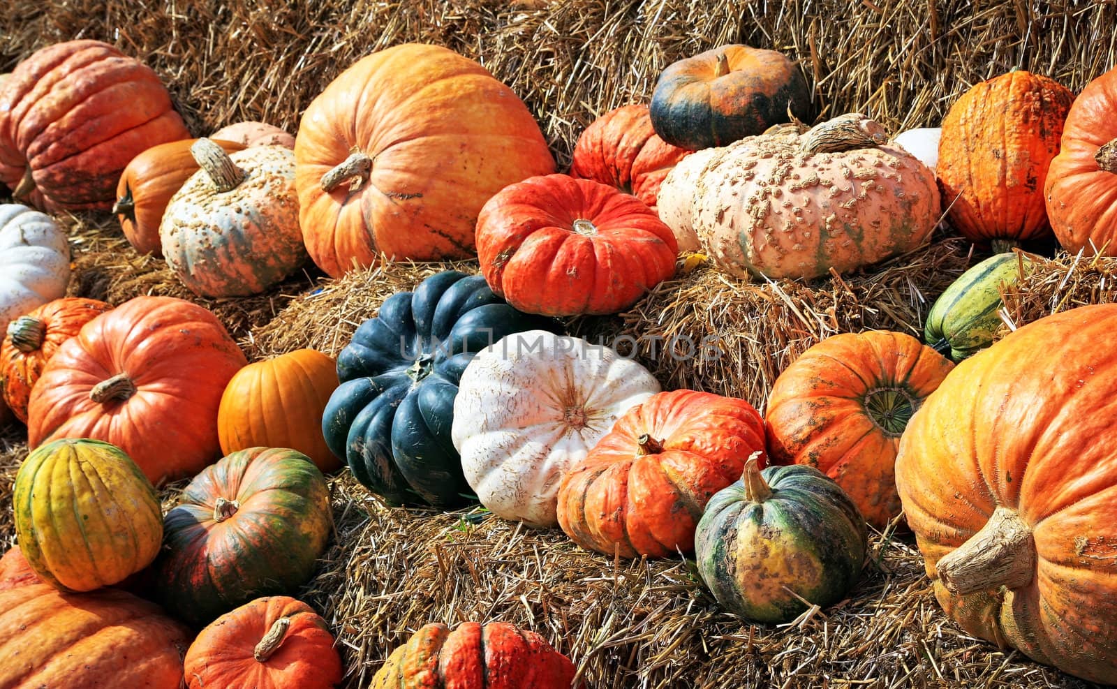 A fall display of colorful pumpkins in a farm