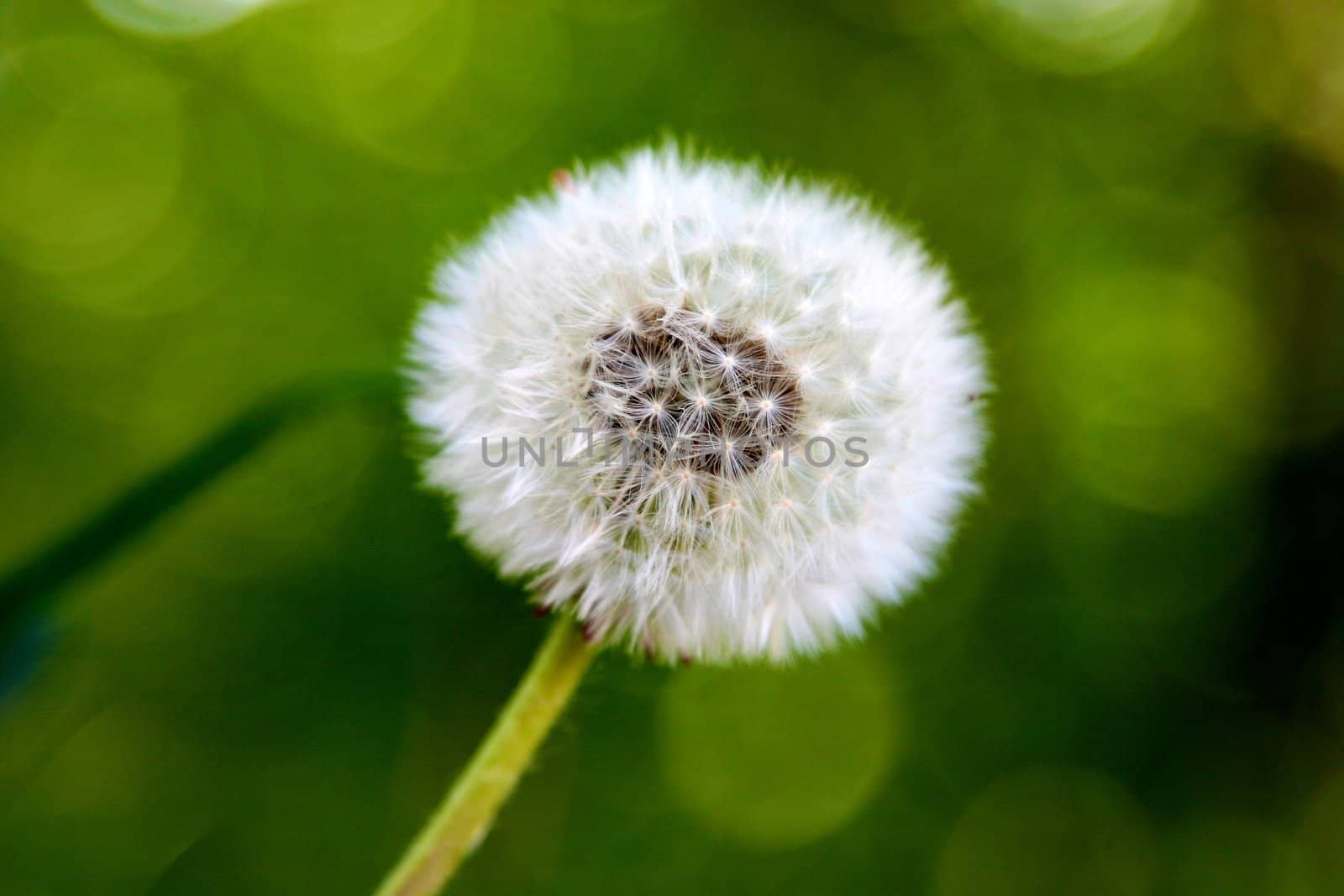 Dandelions growing on a lawn