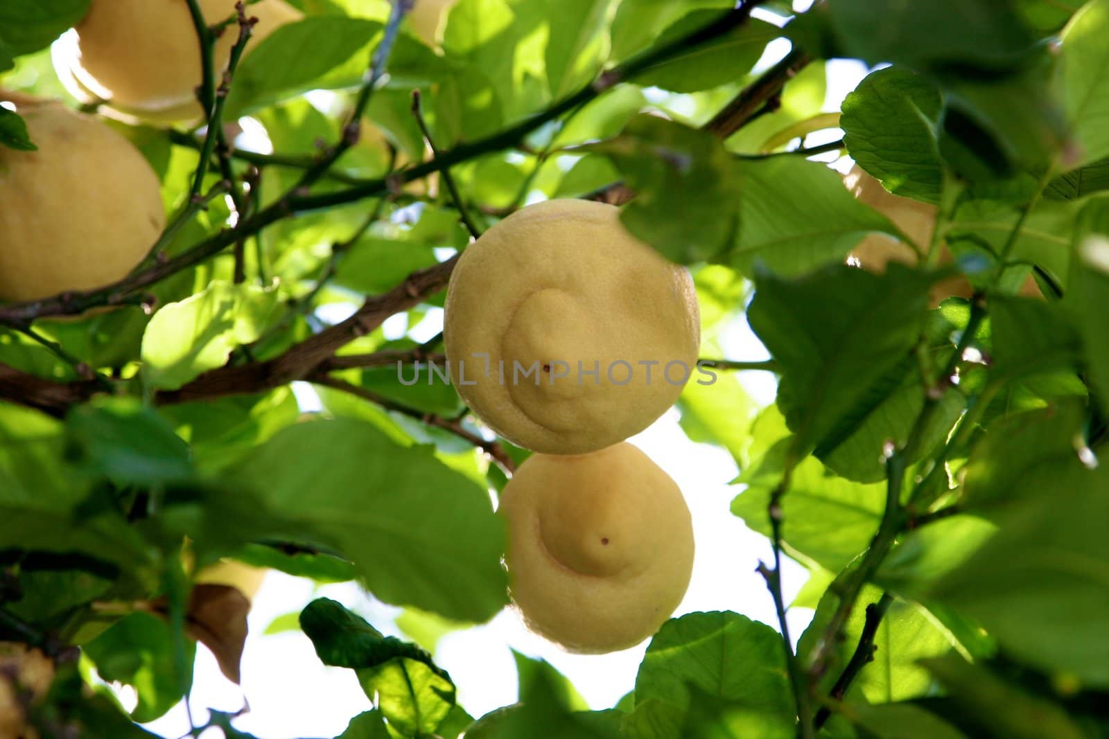 some pears hanging on a branch of a tree