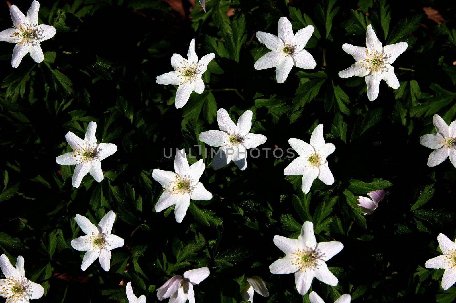 Gentle white spring flowers by Bildehagen