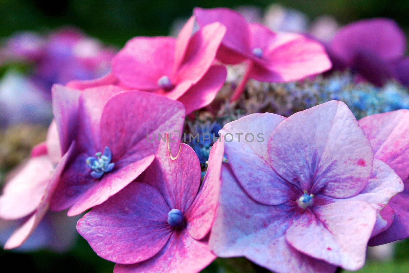 Purple Flower by Bildehagen