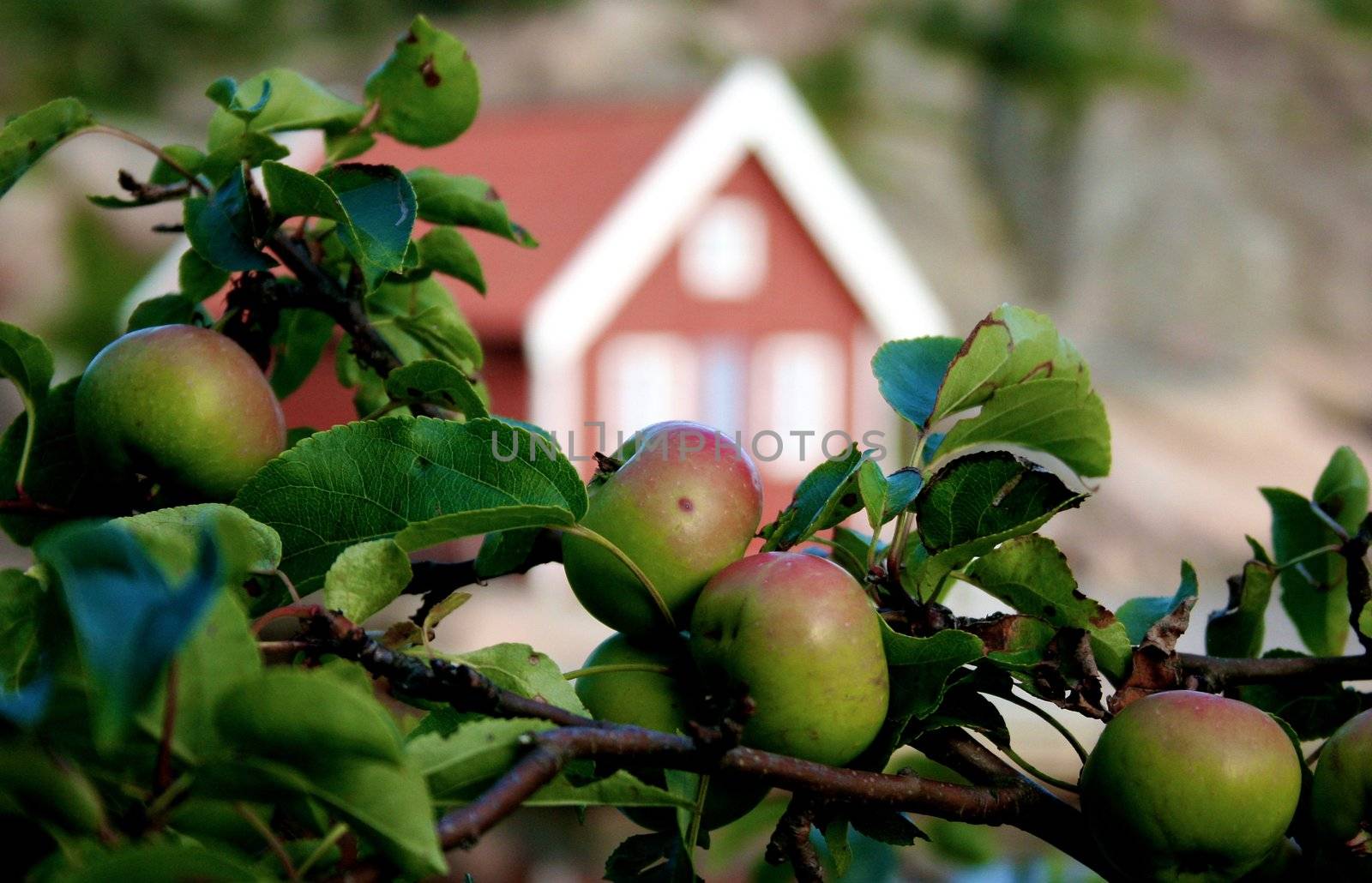 Apple tree and house by Bildehagen