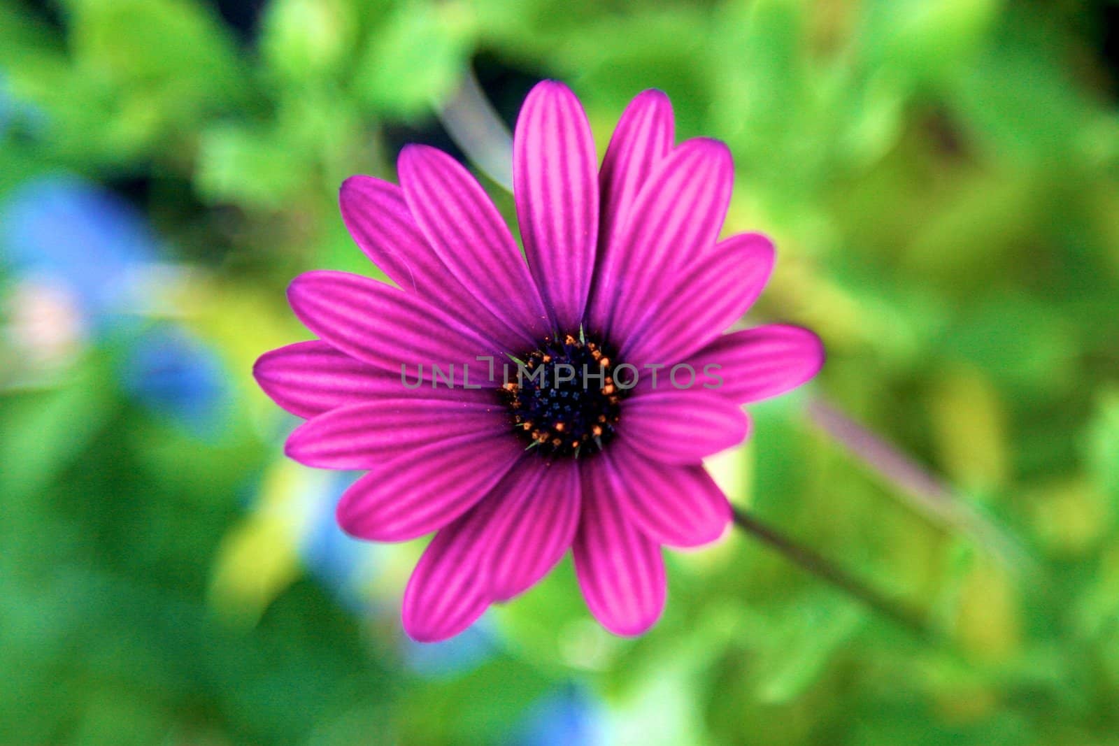 FLOWER PURPLE by Bildehagen