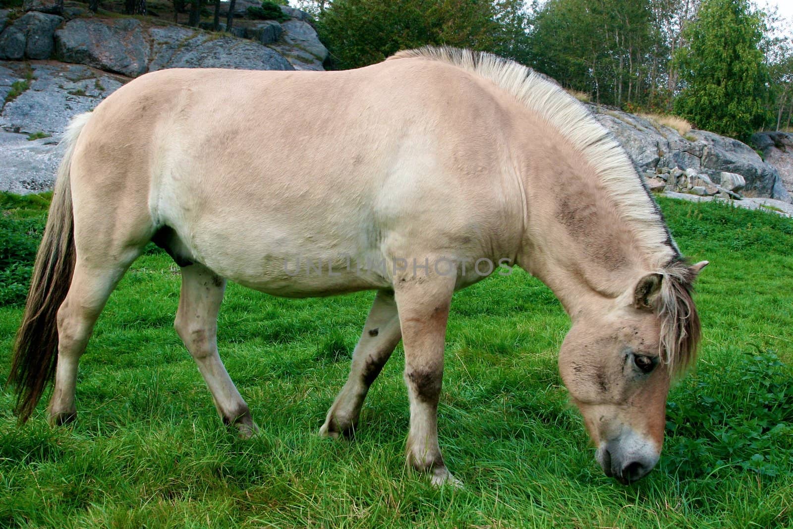 a horse in a field by Bildehagen