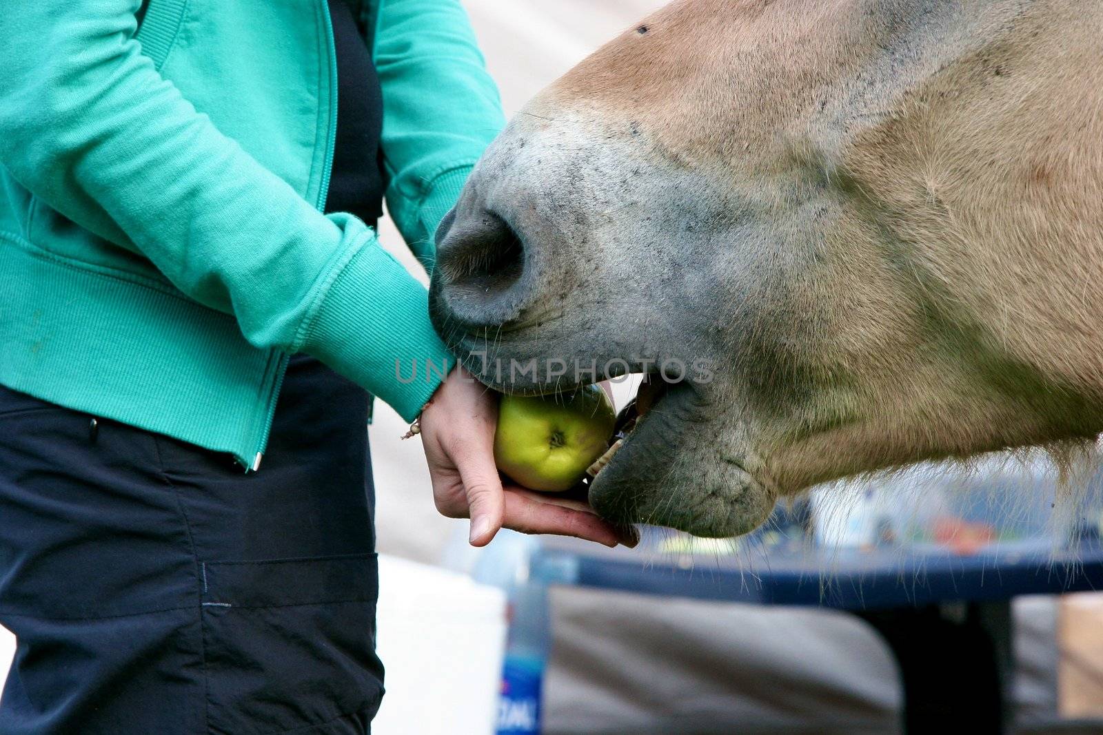 Girl feeding apple to a horse
