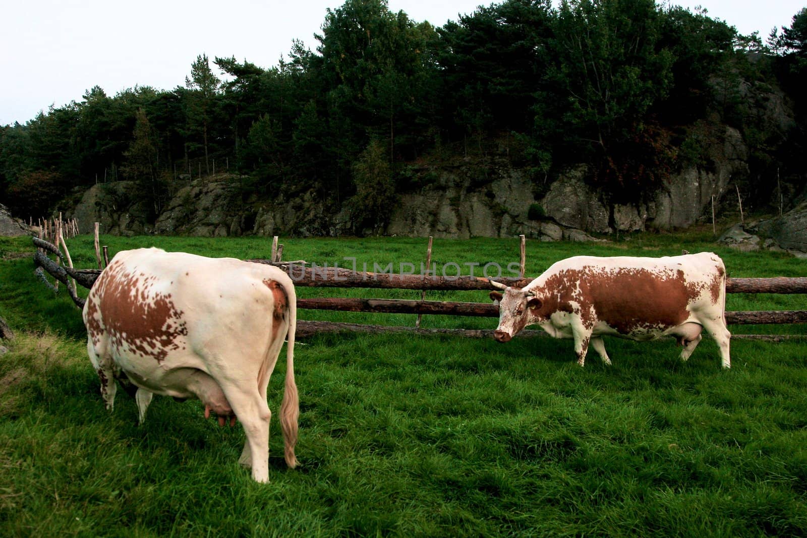 Cows by Bildehagen