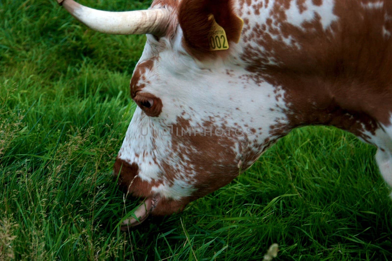 Cows by Bildehagen