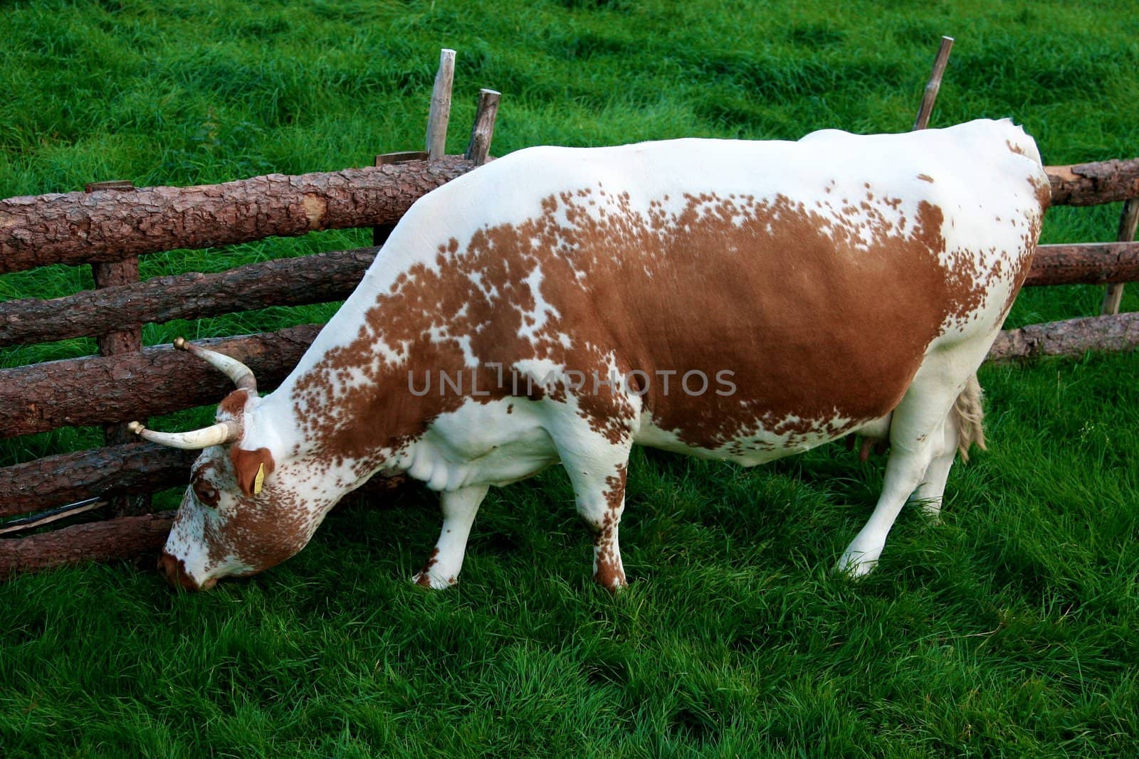 Cow by Bildehagen