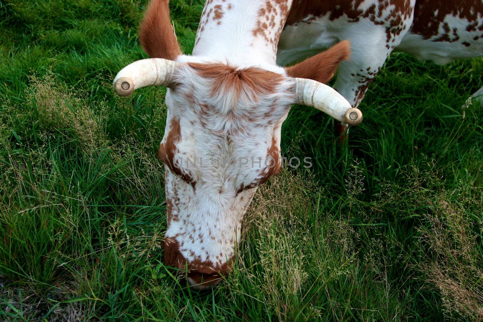 Cows by Bildehagen