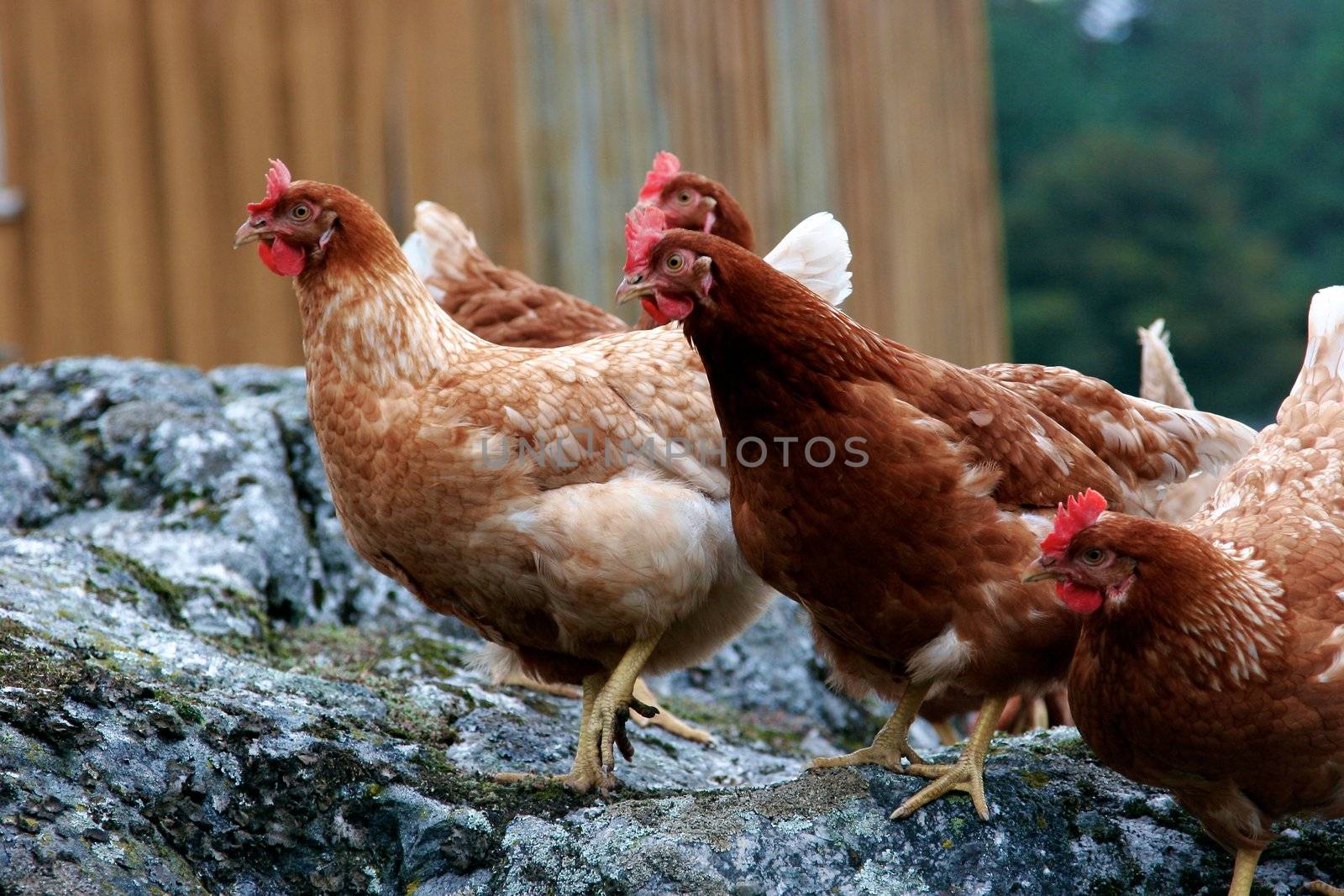 A group of free-range brown hens gathered together, located in a city farm environment. Set on a portrait format.